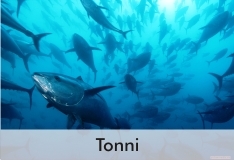tonni