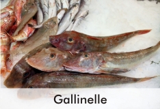 gallinelle_1