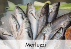 merluzzi_2
