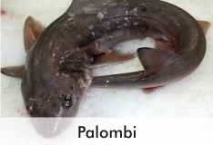 palombi_2_1