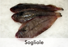 sogliole_1